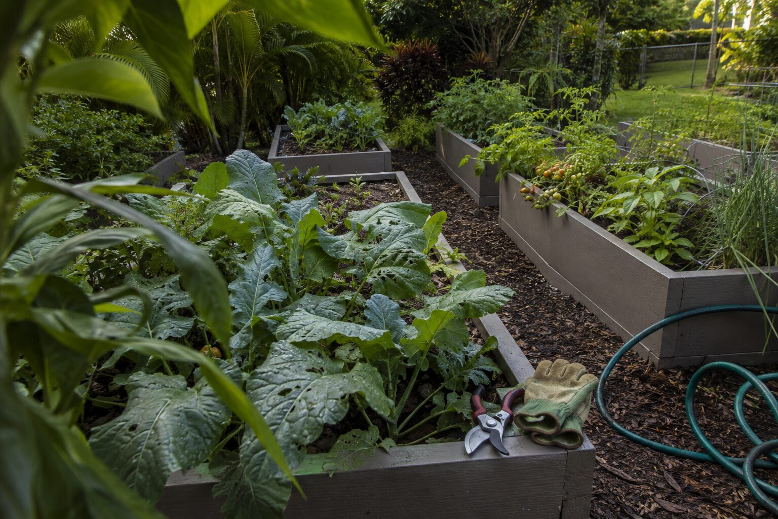 A productive raised-bed garden in South Florida.